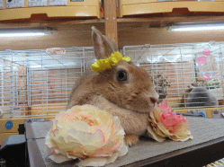 150325f.gif