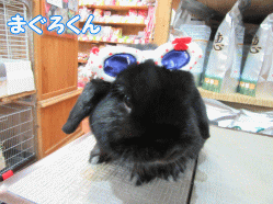 150325k.gif