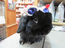 150325l.gif