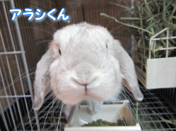 150325q.gif