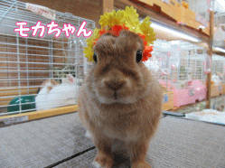 150326a.gif