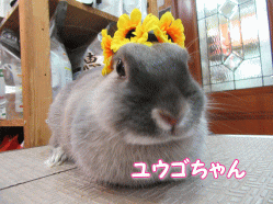 150328a.gif