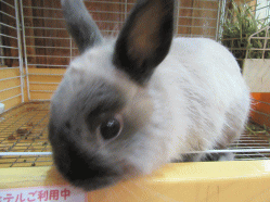 150328h.gif