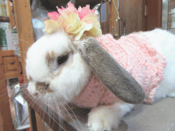 150329a2.gif