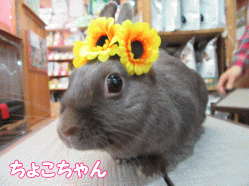 150329d1.gif