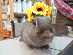 150329d2.gif