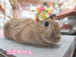 150329e1.gif