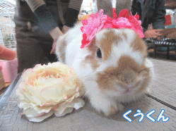150329f1.gif