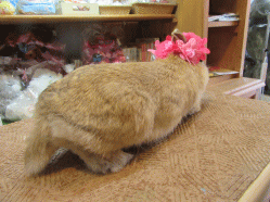 150329g2.gif