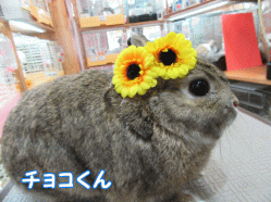 150329j1.gif