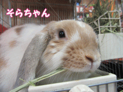 150329o1.gif