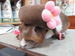 150330f.gif
