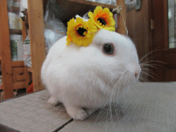 150330h.gif