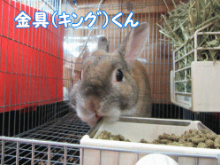 150331c.gif