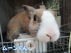 150403e1.gif