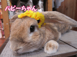 150404i.gif