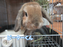 150404k.gif
