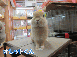 150405a1.gif