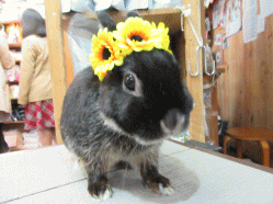 150405h2.gif