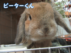 150405k1.gif
