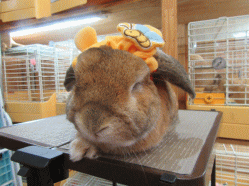150406b.gif