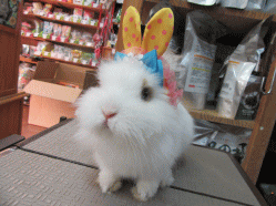 150409d.gif