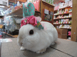 150409f.gif