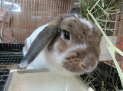 150409h.gif
