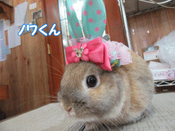 150411c.gif
