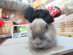 150414g.gif