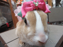 150415b2.gif
