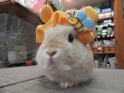 150415e2.gif