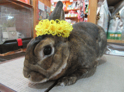 150415f2.gif