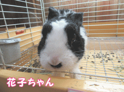 150415h1.gif