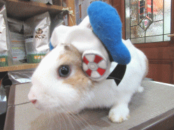 150417a2.gif