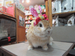 150418b.gif