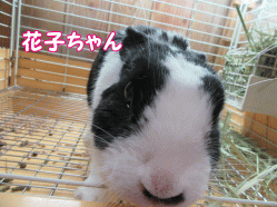150418q.gif