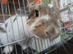 150418t.gif