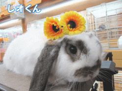 150419l.gif