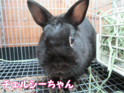150419o.gif