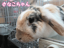 150419p.gif