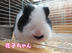 150420q.gif