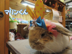 150420a.gif