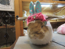 150420b.gif