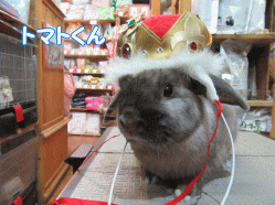 150420c.gif