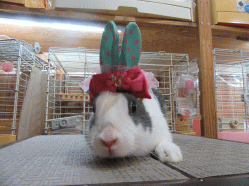 150420f.gif