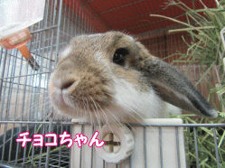 150420o.gif