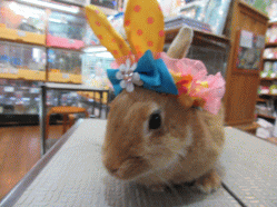 150423l.gif