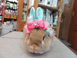 150424a2.gif