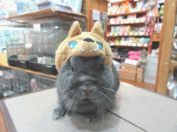 150424b2.gif